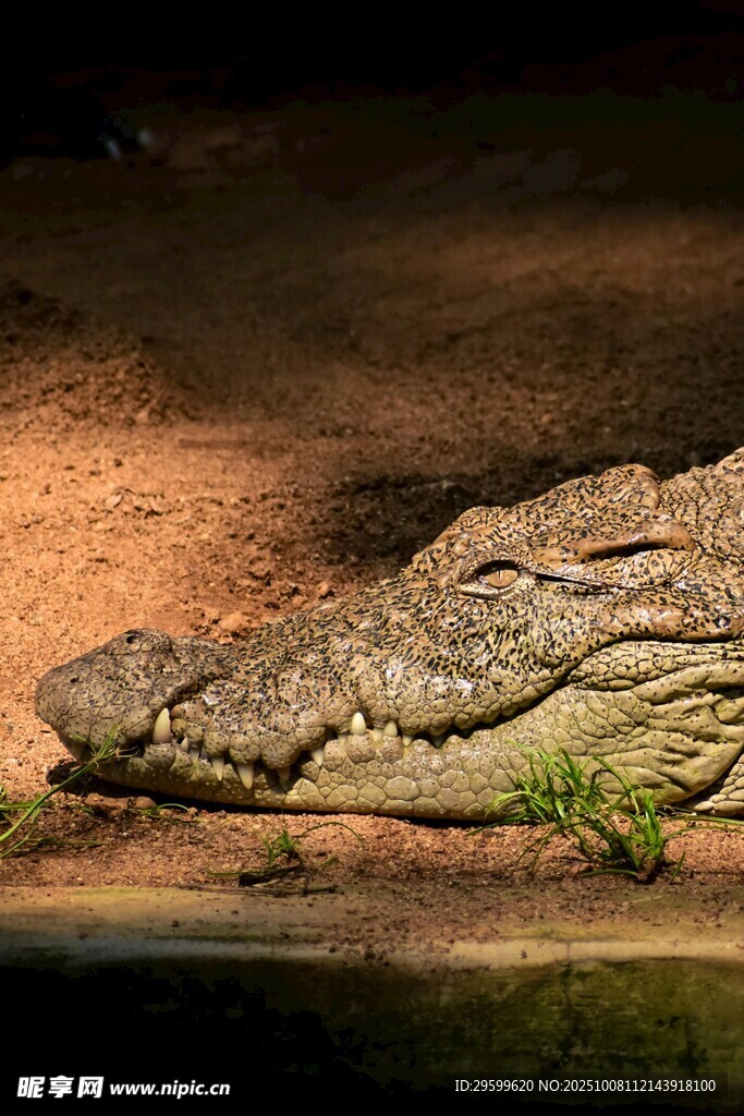 岸边休憩的鳄鱼