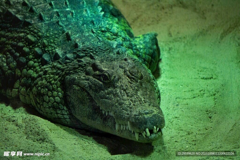 趴卧的鳄鱼