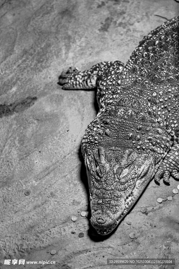 鳄鱼特写