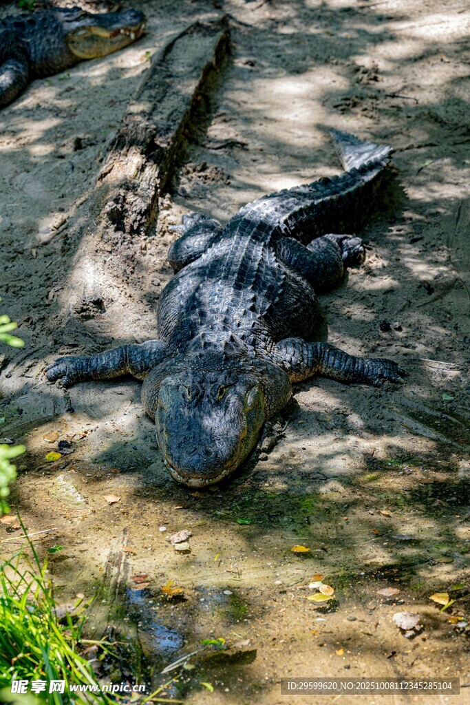 岸边休憩的鳄鱼