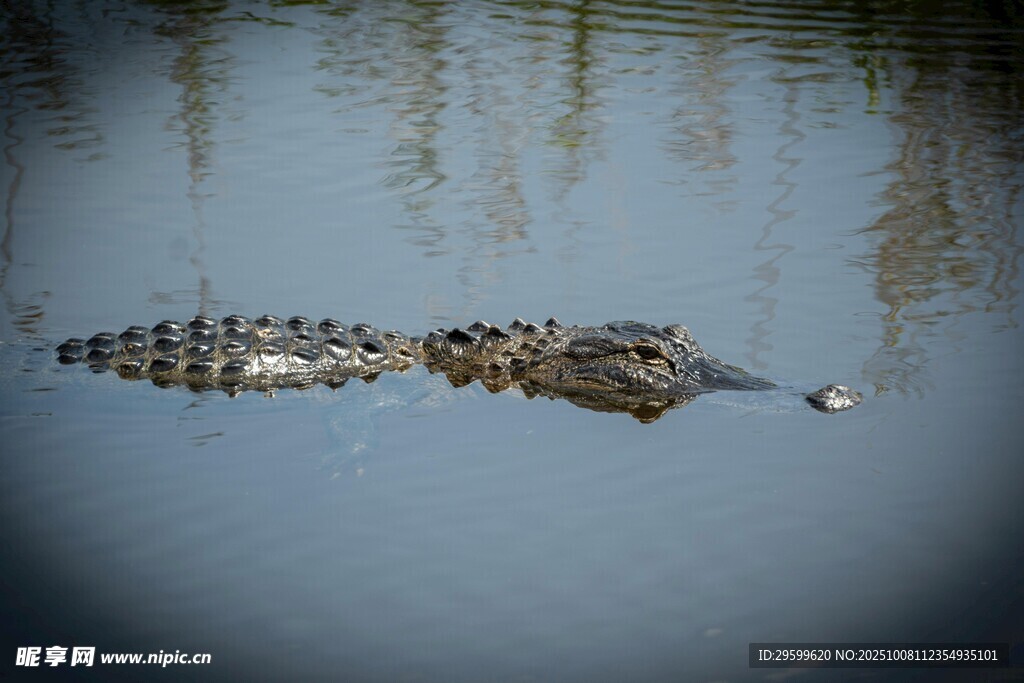 水中鳄鱼的悠然一刻
