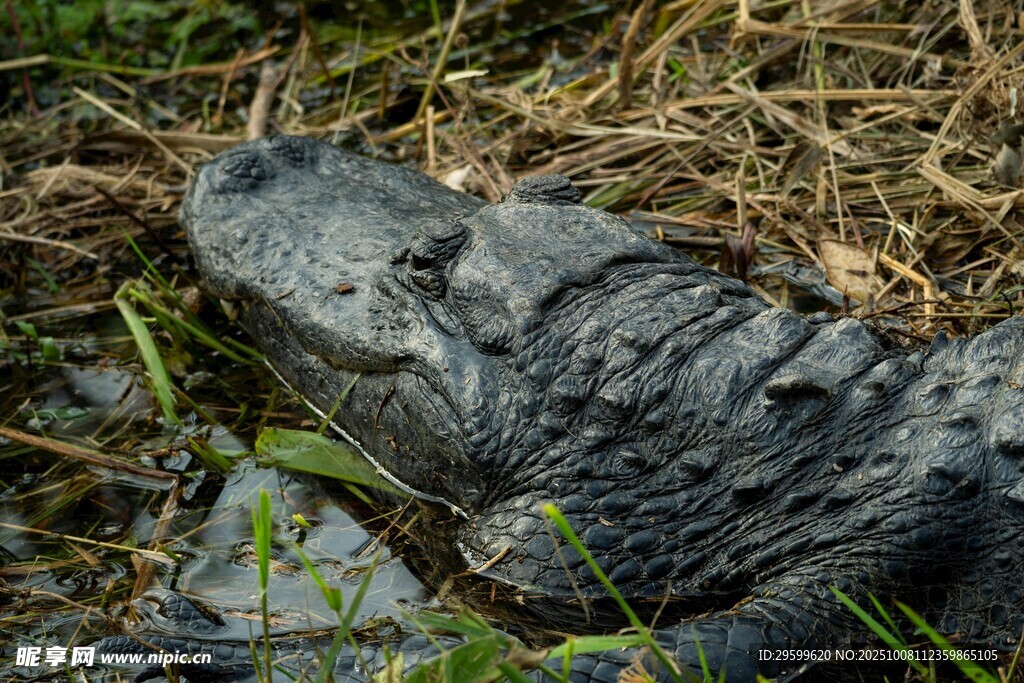 草丛中的鳄鱼头部特写