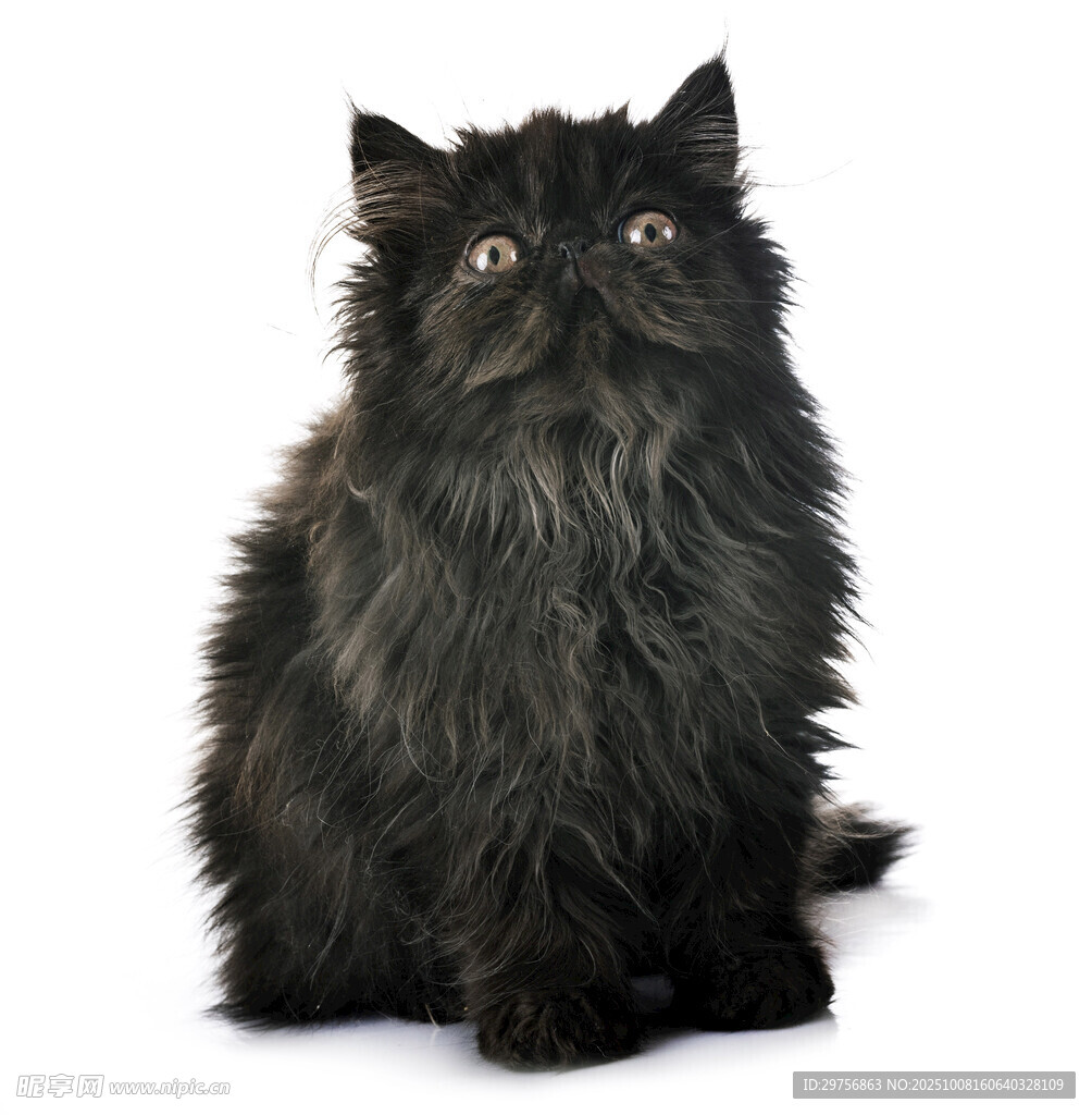 黑色长毛猫抬头凝视