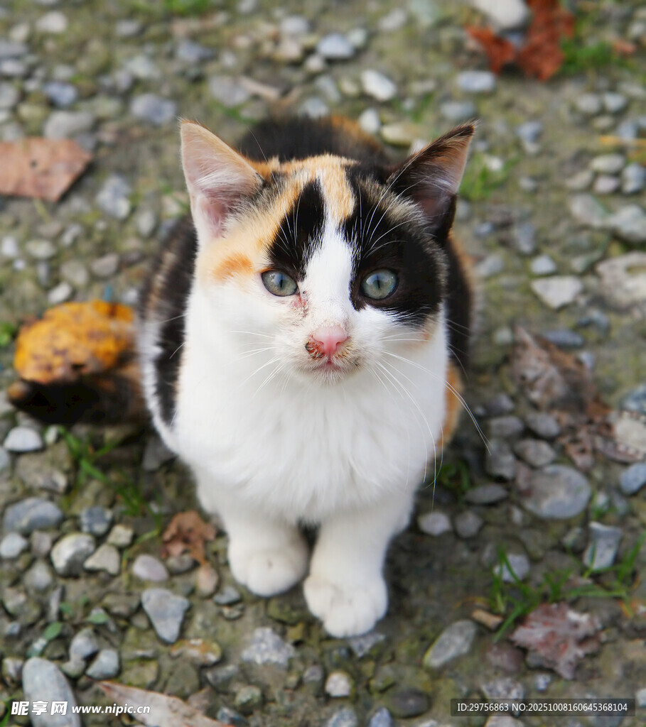 三色猫咪蹲坐碎石地面