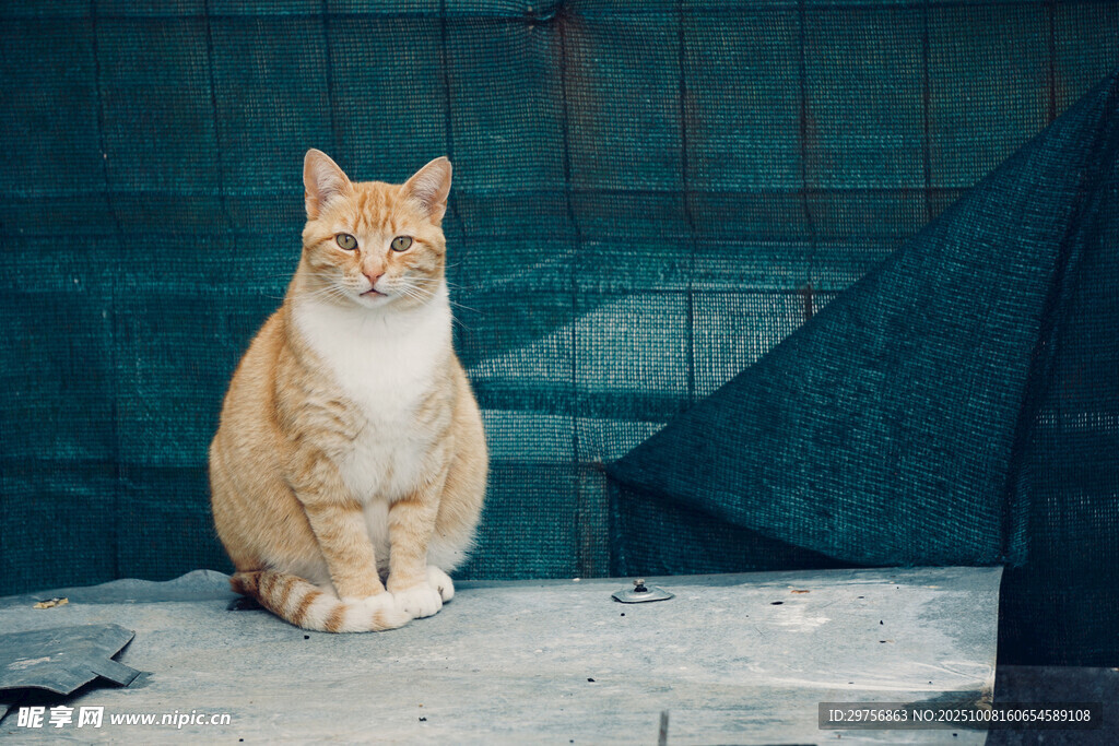 橘白猫咪坐于地面