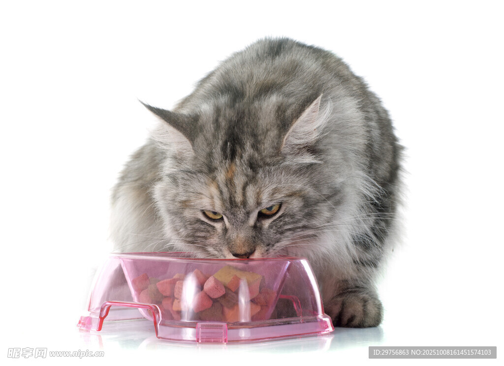 猫咪嗅探透明容器