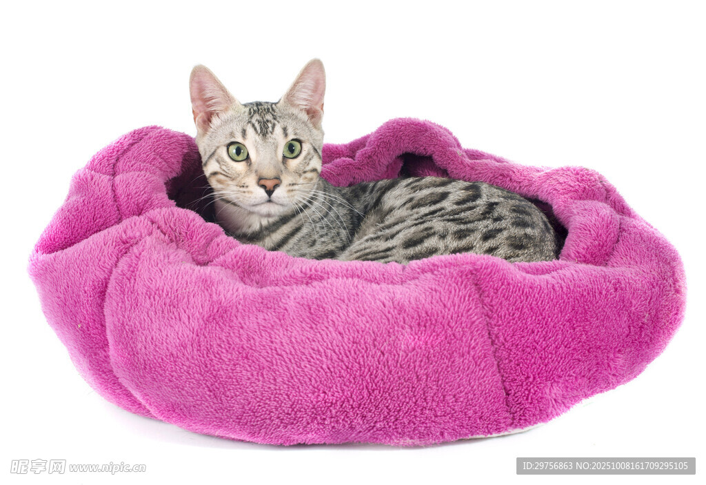 猫咪惬意躺粉色毛绒猫窝