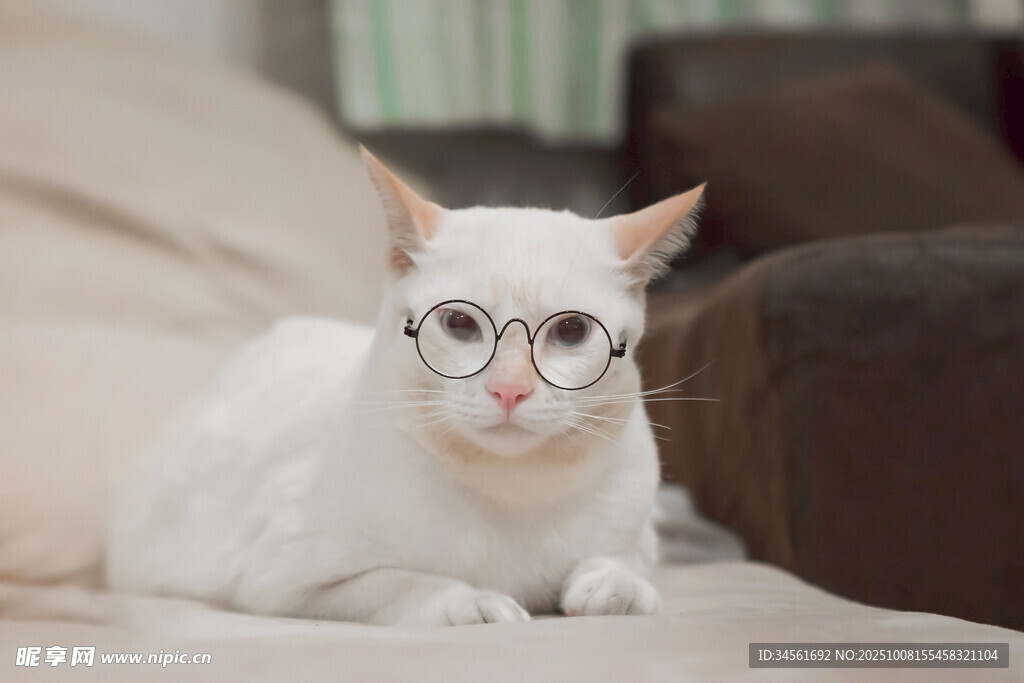 戴眼镜的可爱小白猫