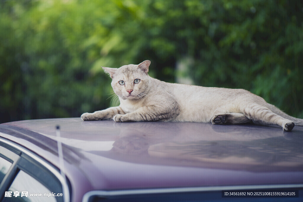车顶悠闲躺卧的猫咪