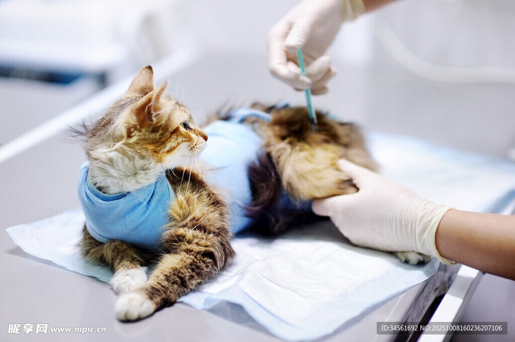 猫咪接受兽医护理