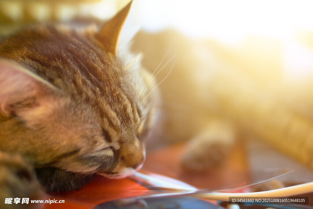 小猫惬意趴在乐器上
