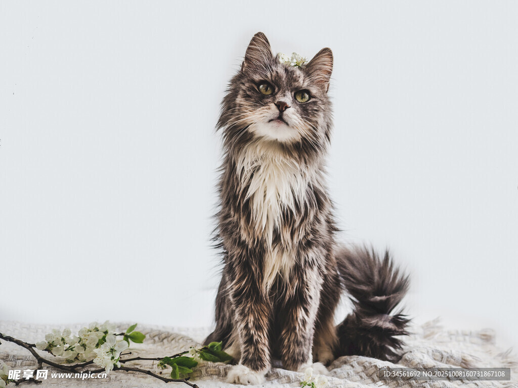 长毛猫咪优雅端坐