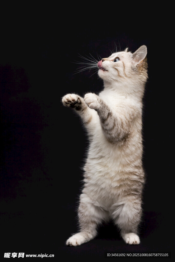 站立小猫好奇望向上方