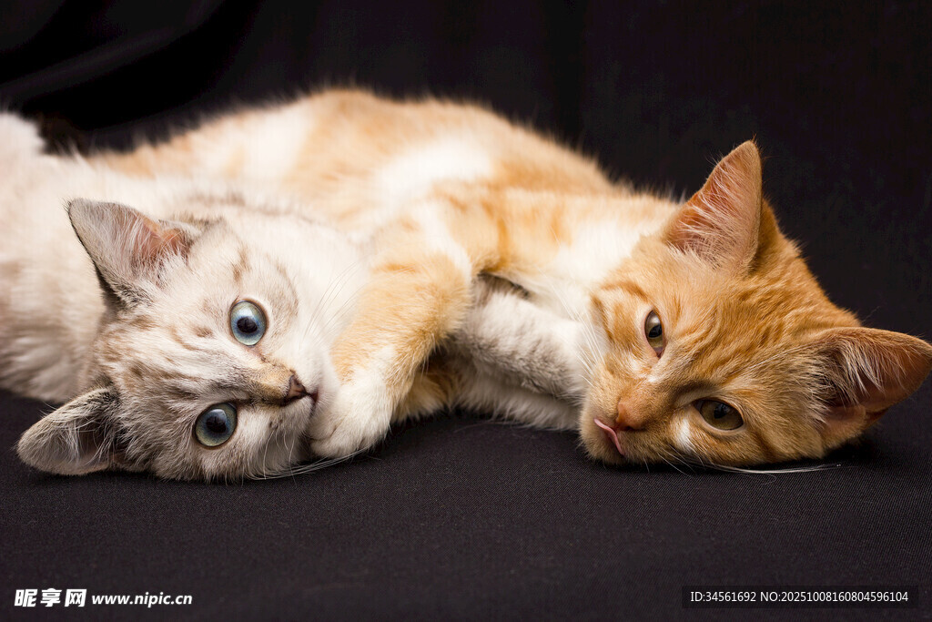 两只猫咪依偎在一起