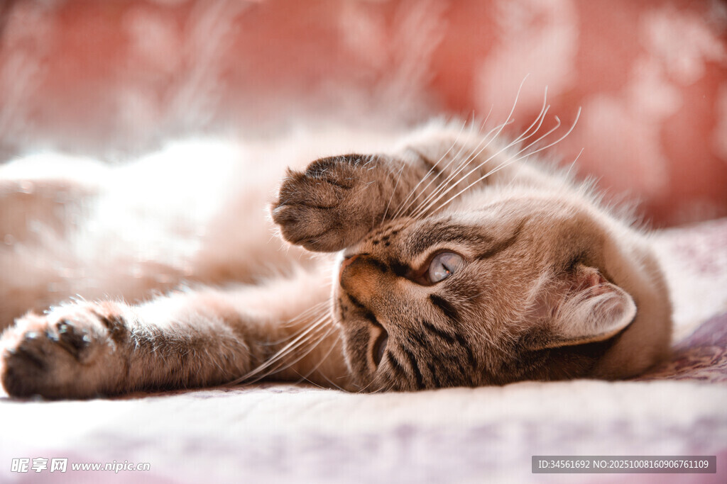 猫咪惬意躺卧姿态