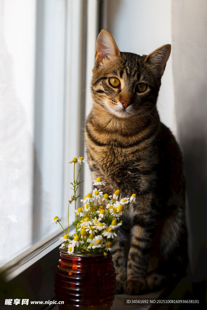 窗边猫咪伴绿植