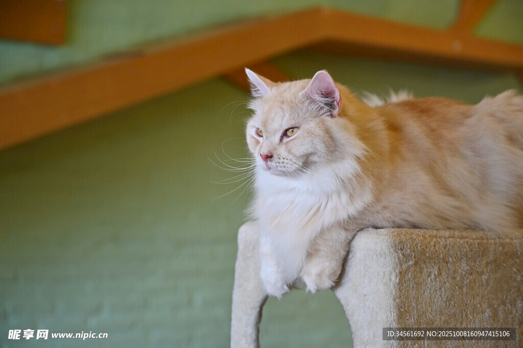 橘猫惬意趴猫抓板