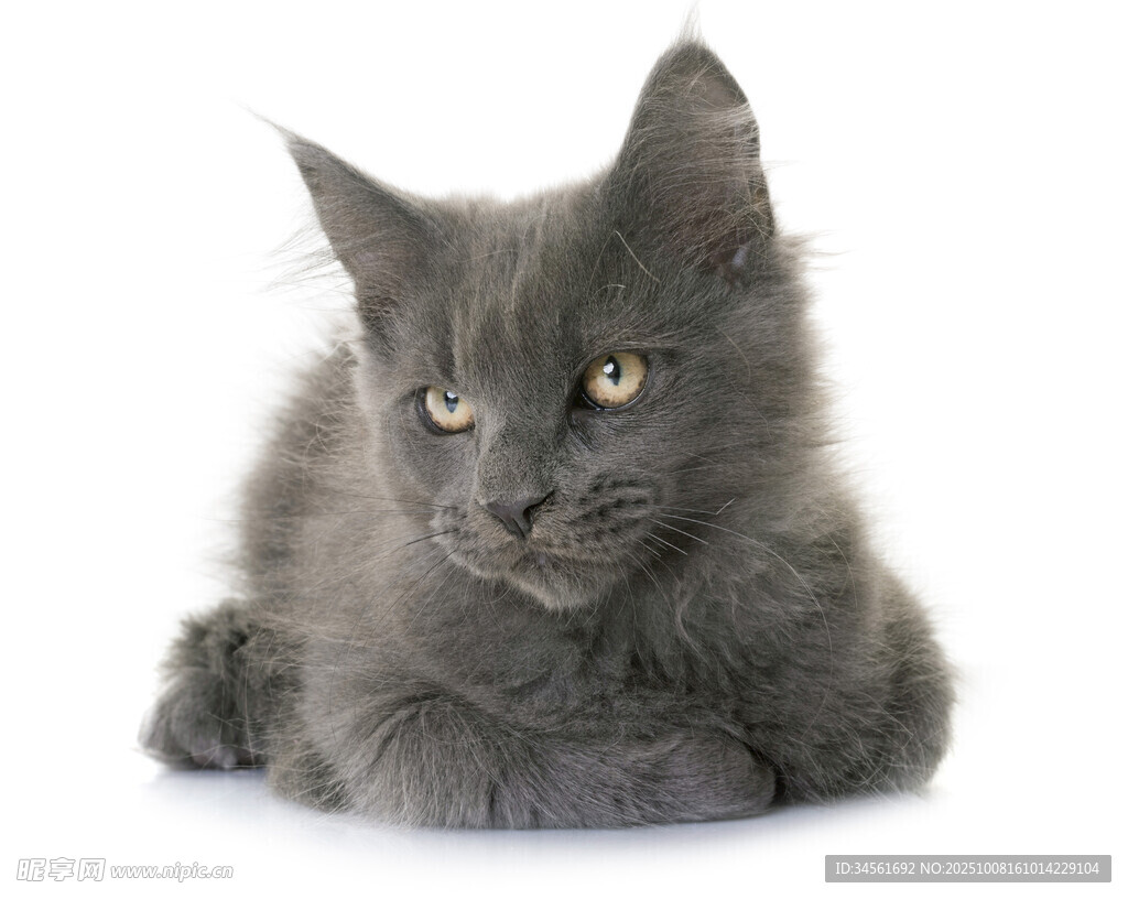 灰色长毛小猫趴卧姿态