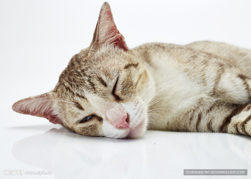 熟睡的可爱猫咪