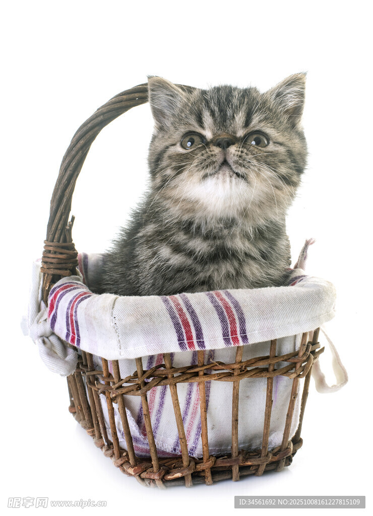 篮子里的可爱小猫咪