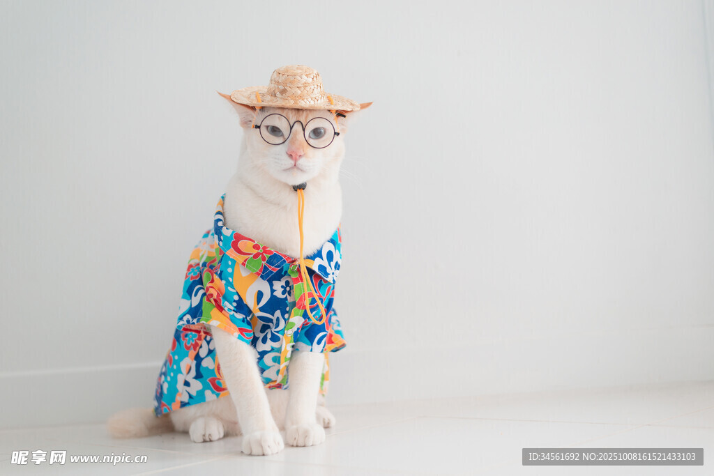 戴帽花衣猫咪时尚造型