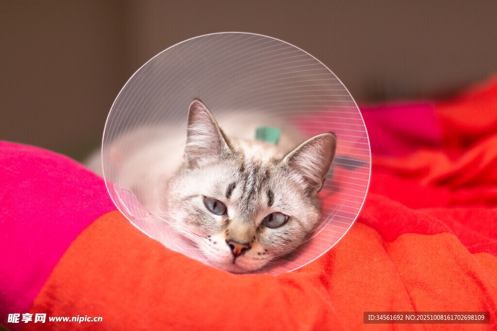 戴伊丽莎白圈的可爱猫咪