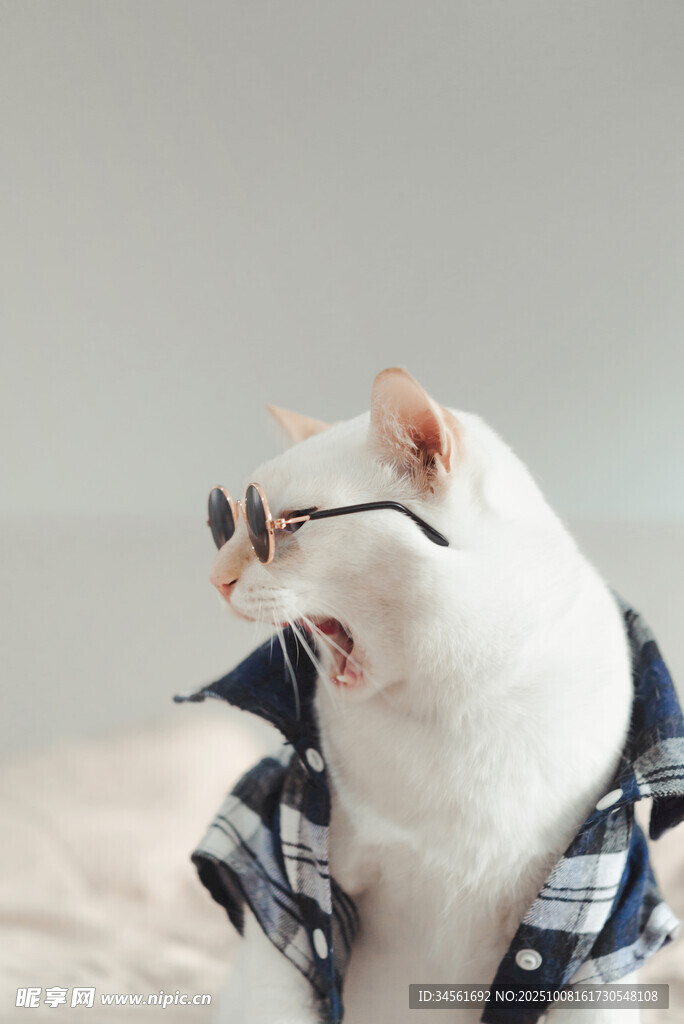 戴眼镜穿格子衣的可爱猫咪