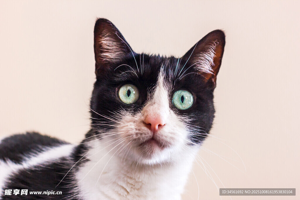 黑白萌猫好奇张望