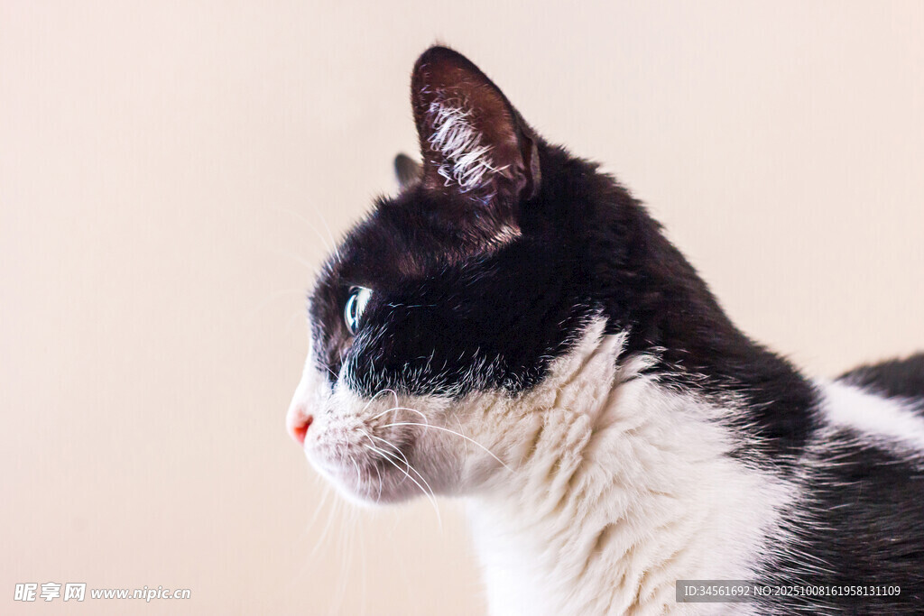 黑白猫咪侧颜特写