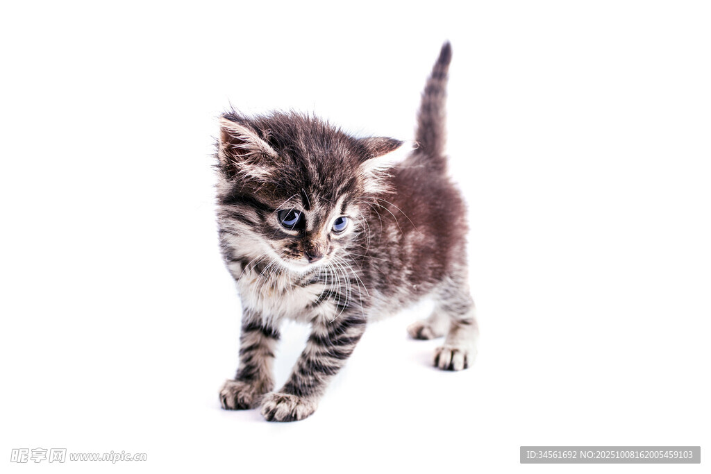 可爱小猫咪迈步