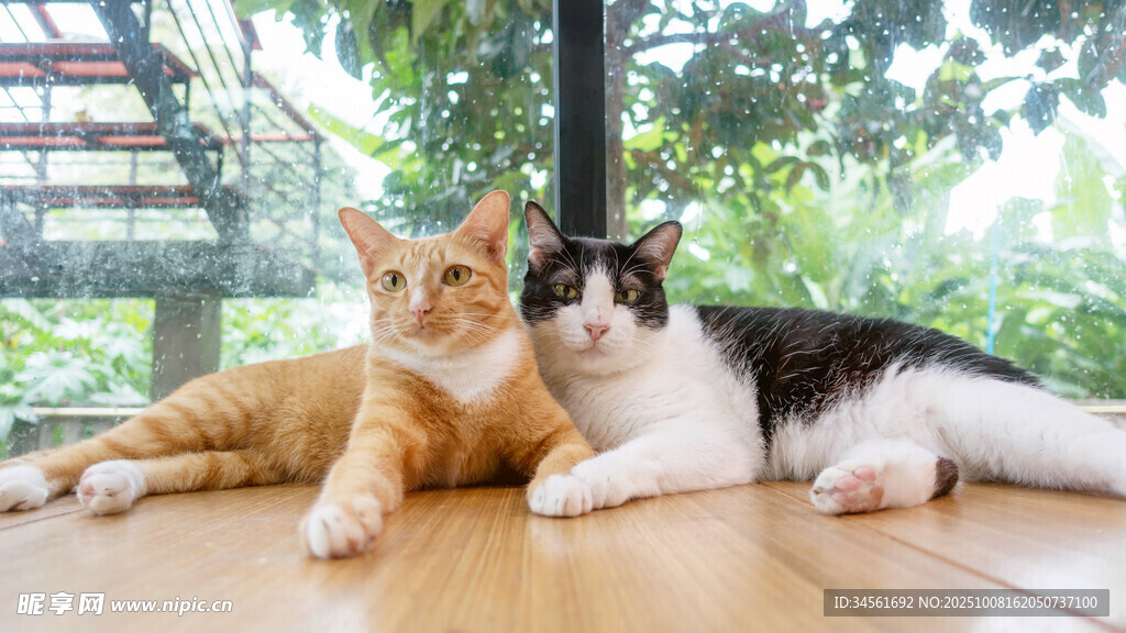 两只猫咪惬意趴地板