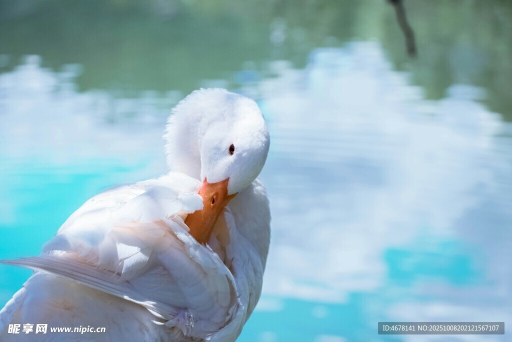 白鸭水中自梳理羽毛
