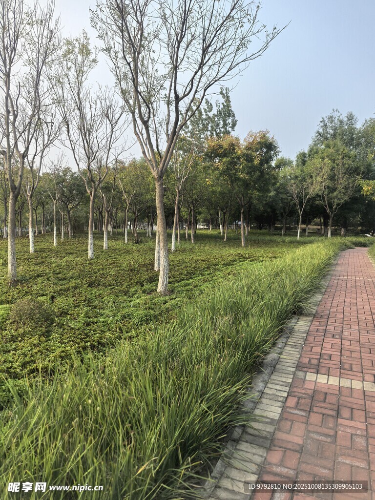 林间砖径绿意盎然的景致