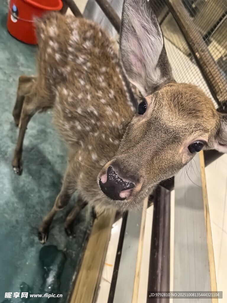 可爱小鹿好奇张望