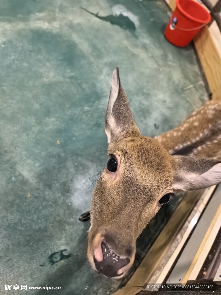 小鹿好奇探身书架