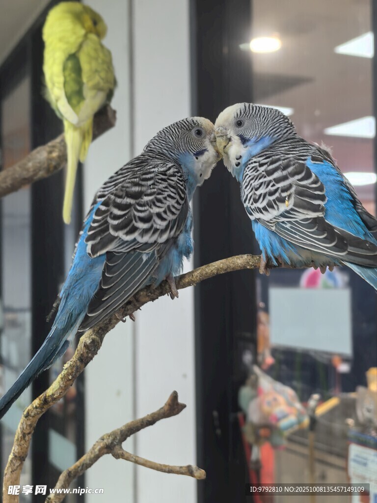 三只鹦鹉栖息于树枝上