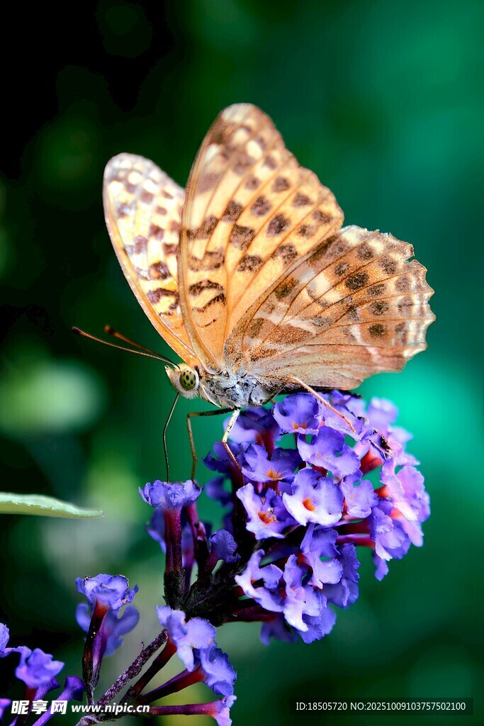 蝴蝶停驻紫色花卉上