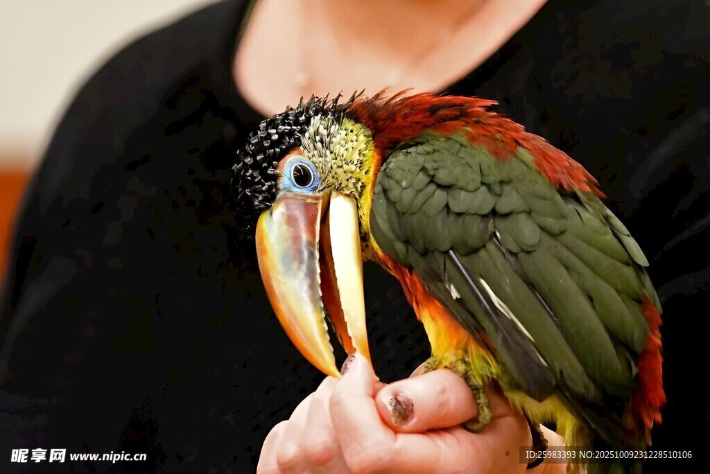 曲冠簇舌巨嘴鸟