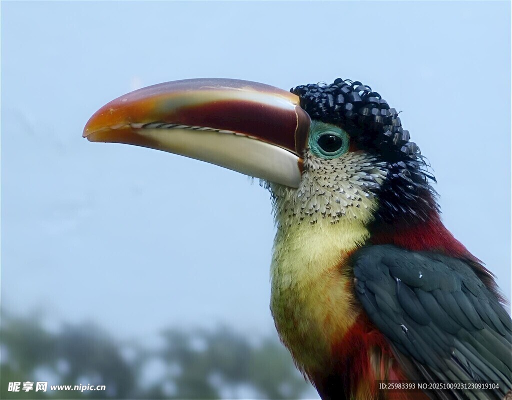 曲冠簇舌巨嘴鸟