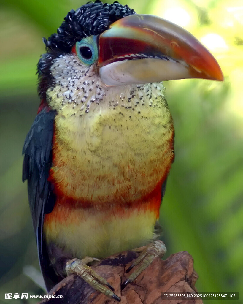 曲冠簇舌巨嘴鸟