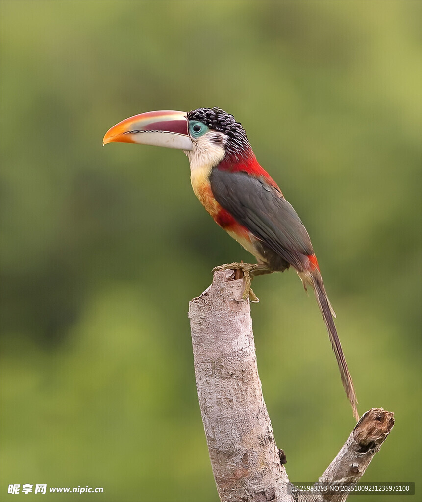 曲冠簇舌巨嘴鸟