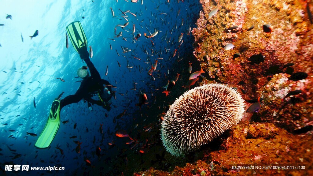 海底潜水员与海胆景观