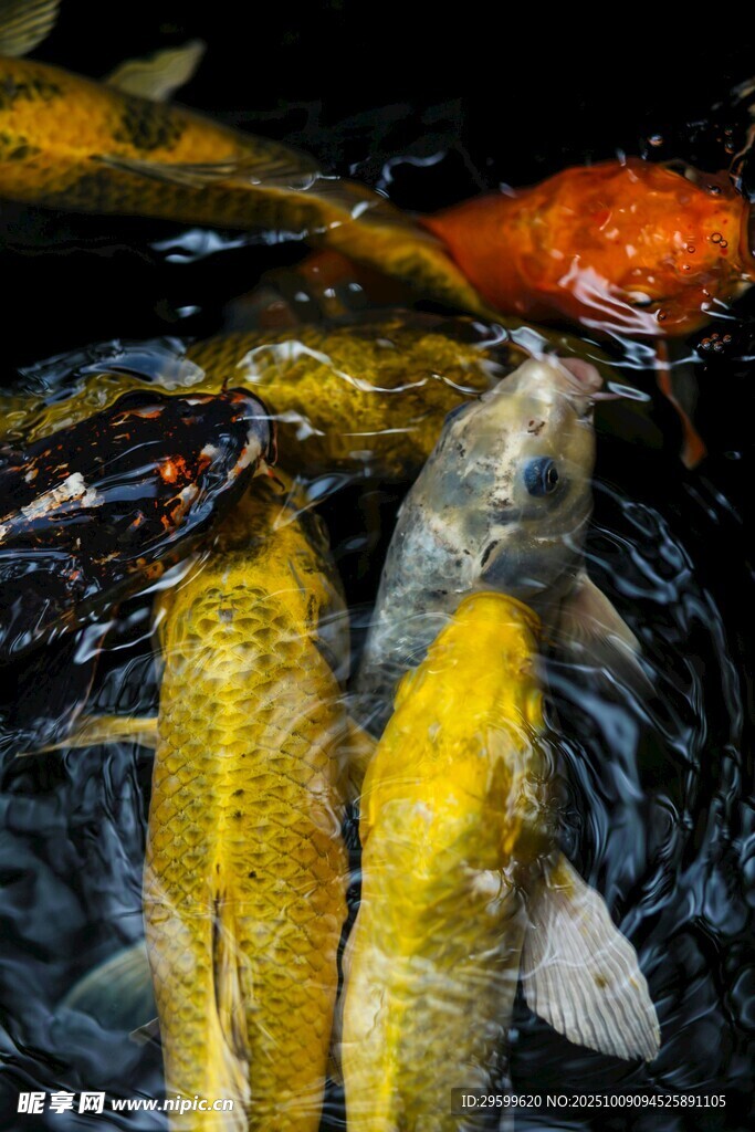 池塘中游动的多彩锦鲤