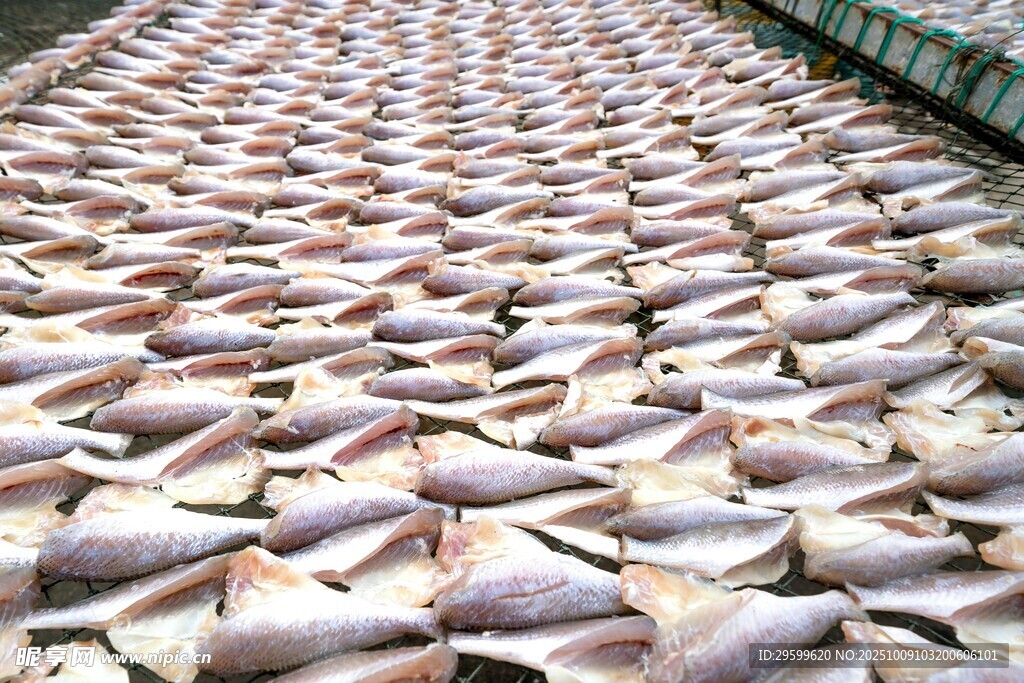 大量鱼整齐排列场景