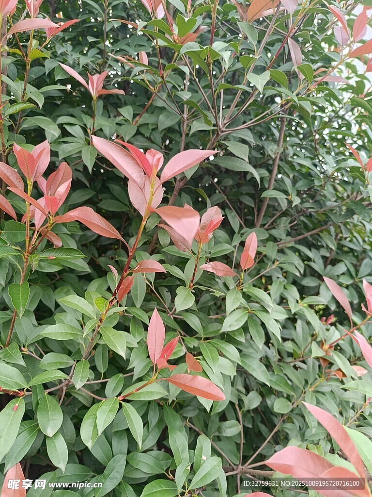 红叶绿叶交织的植物景观