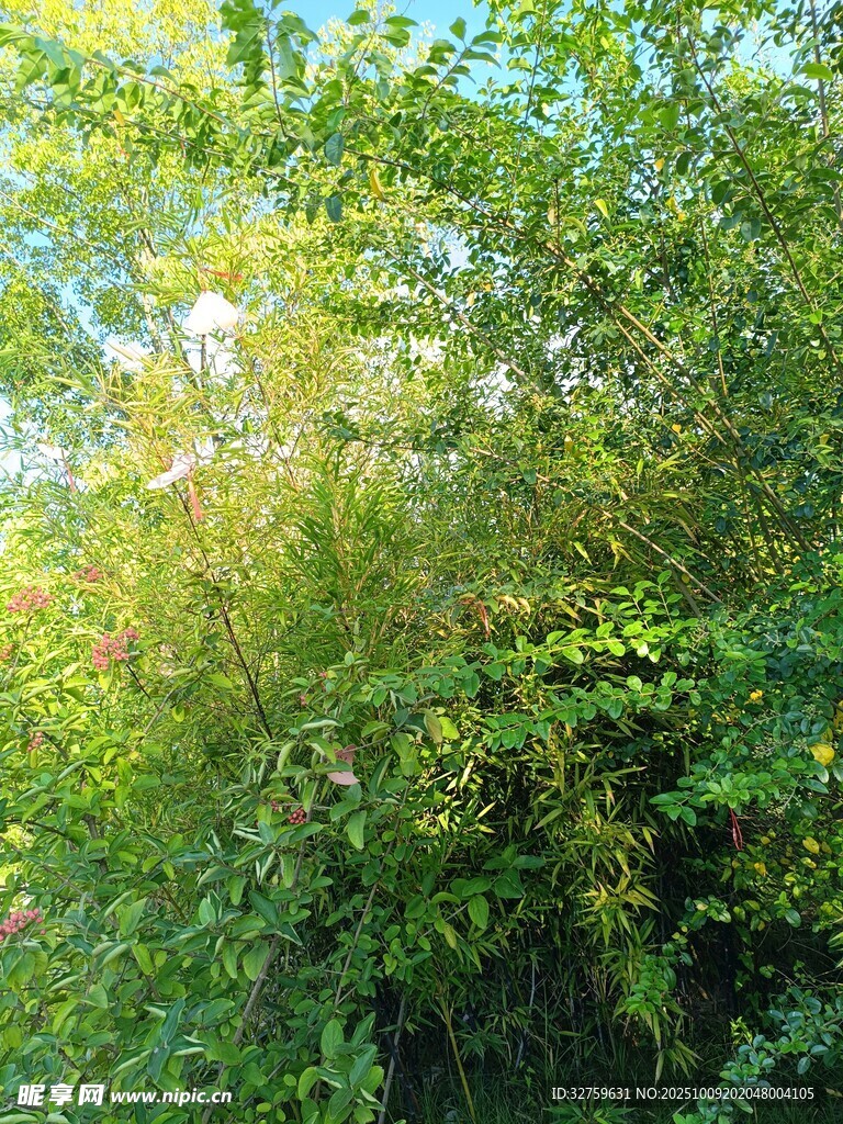 茂密绿意盎然的灌木丛林