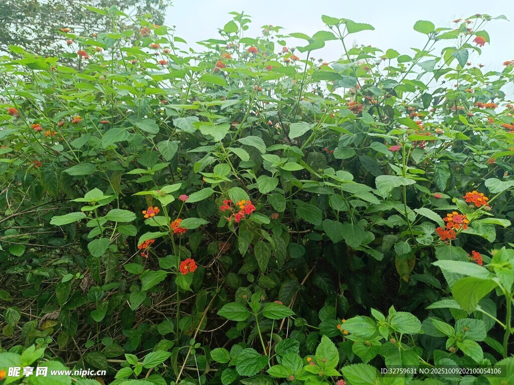 绿叶间的鲜艳红色果实