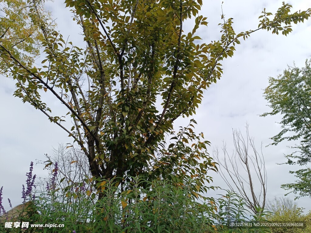 野外繁茂树木与周边植被
