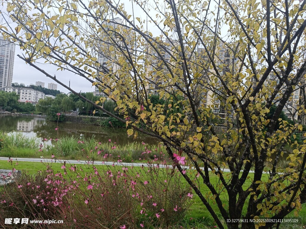 春日繁花绽放的河畔树木