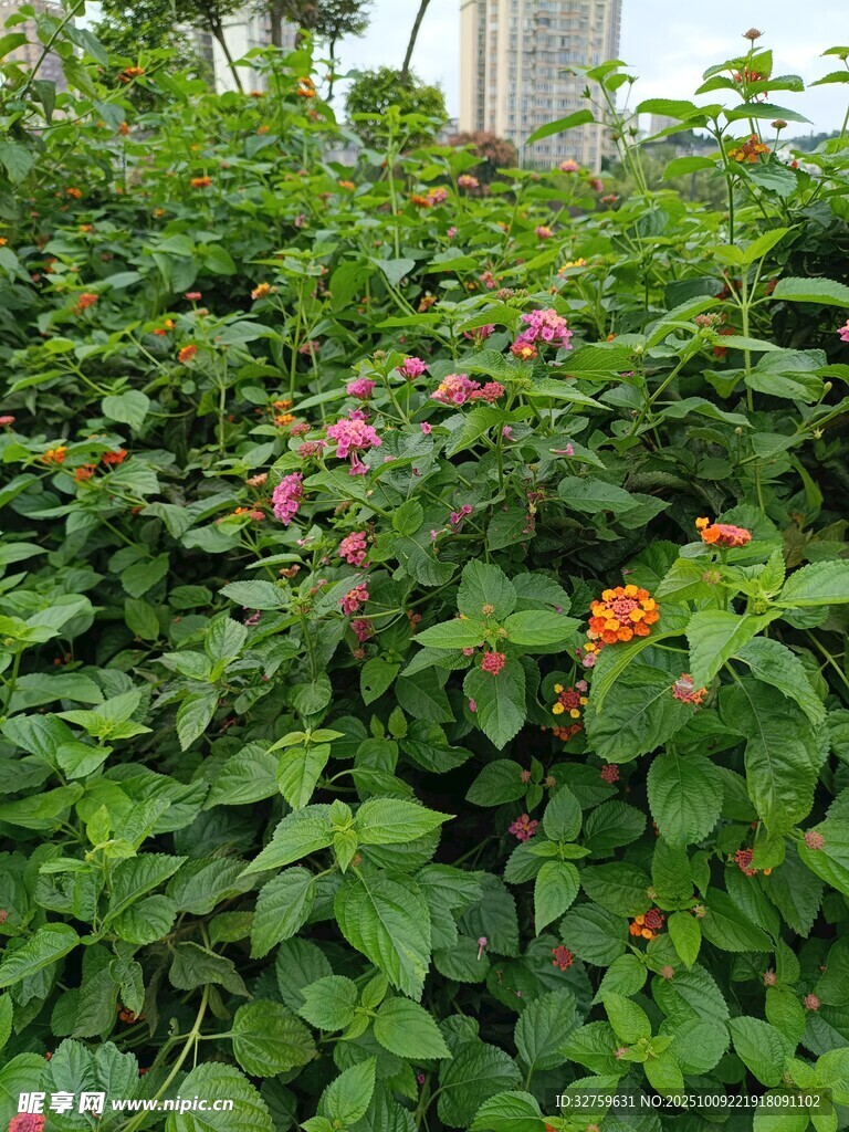 绿叶丛中绽放多彩花朵